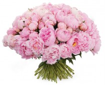Pink peonies 101